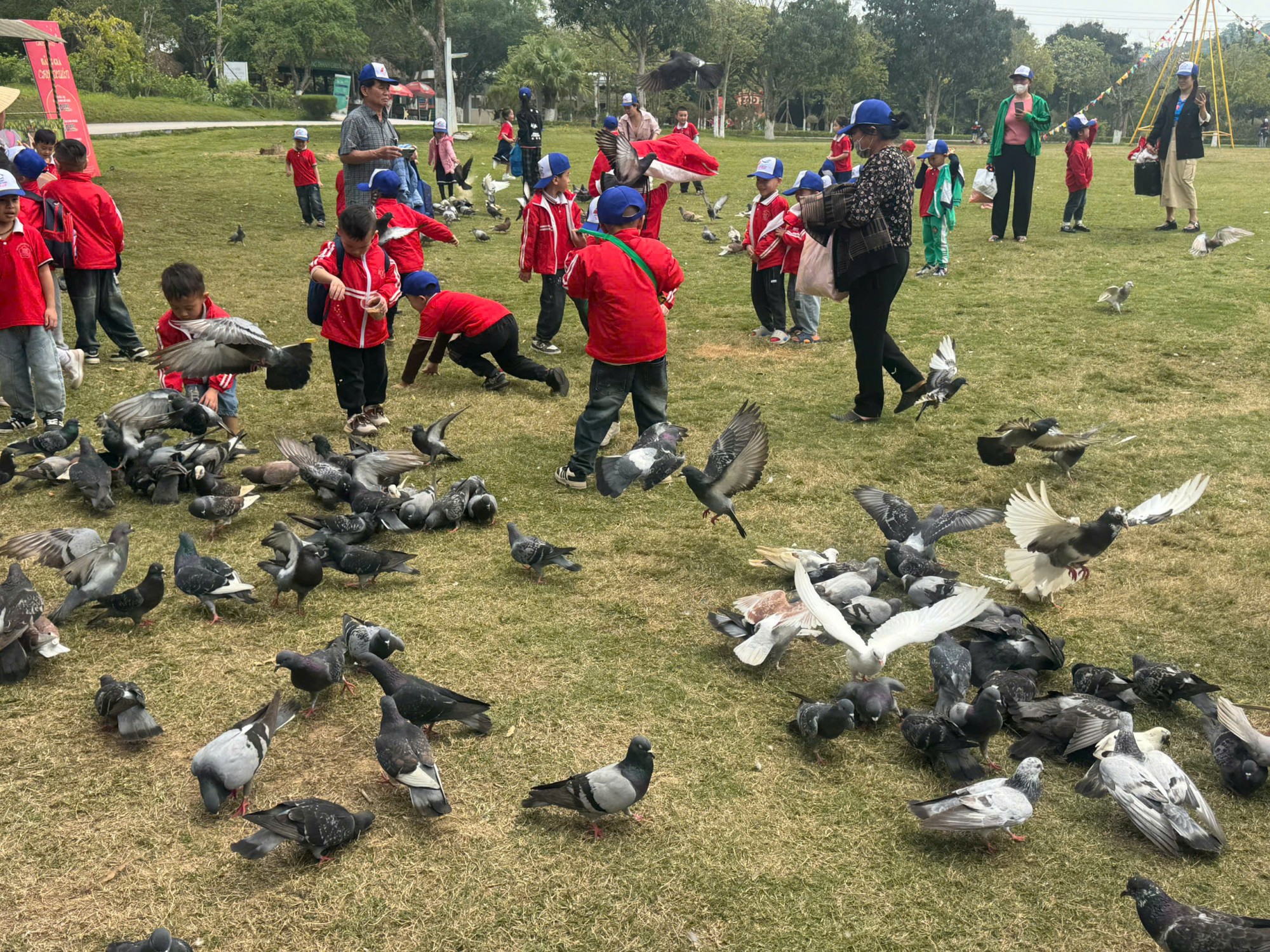 cho chim bồ câu ăn